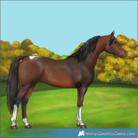 Horse Color:Bay Tobiano Rabicano 
