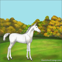 Horse Color:Palomino Pearl Sabino