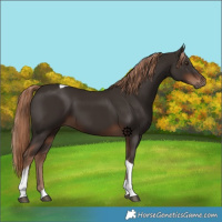 Horse Color:Liver Chestnut Tobiano 