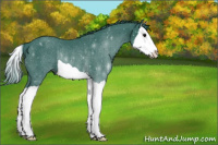 Horse Color:Watercolor Black Splash Rabicano