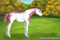 Horse Color:Watercolor Chestnut Sabino Splash Frame 