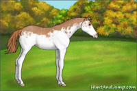 Horse Color:Watercolor Chestnut Splash Rabicano 