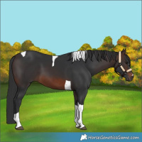 Horse Color:Brown Tobiano 