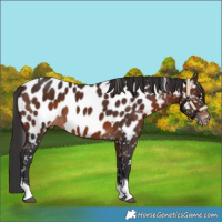 Horse Color:Brown Tobiano Appaloosa