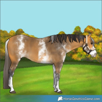 Horse Color:White Spotted Buckskin 