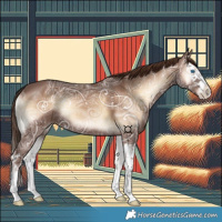 Horse Color:Red Onyx Ice Splash 