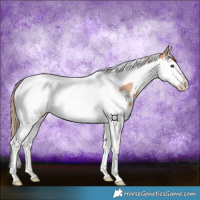 Horse Color:Chestnut Ice Splash Tobiano