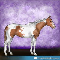 Horse Color:Chestnut Tobiano 