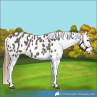 Horse Color:Grullo Splash Appaloosa 