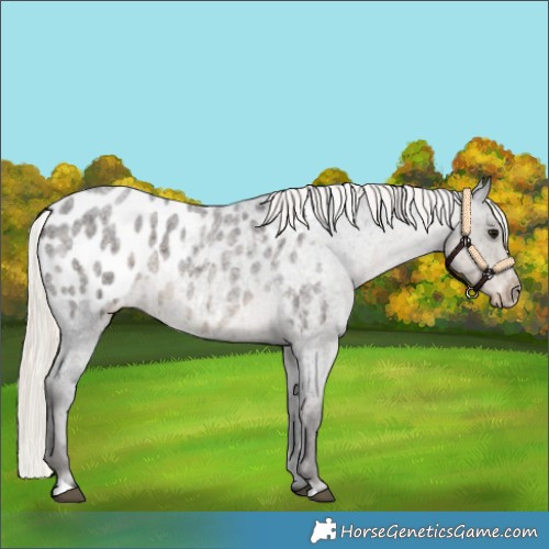 Horse Color:Silver Smoky Blue Roan Appaloosa 