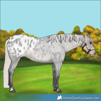 Horse Color:Silver Smoky Blue Roan Appaloosa