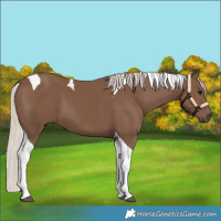 Horse Color:Silver Black Tobiano 