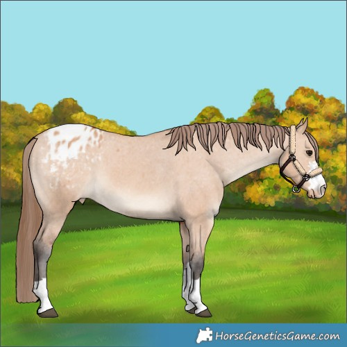 Horse Color:Bay Dun Appaloosa 