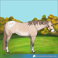 Horse Color:Bay Dun Appaloosa