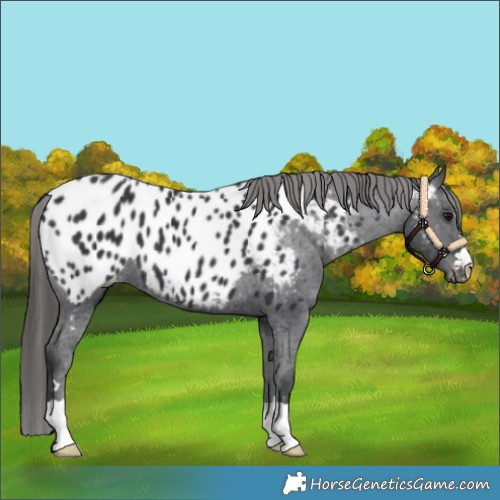 Horse Color:Black Appaloosa