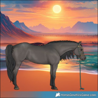 Horse Color:Black 