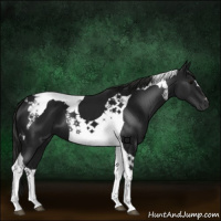 Horse Color:Gray Black Tobiano 