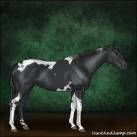 Horse Color:Black Tobiano 