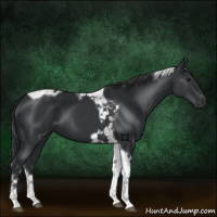 Horse Color:Black Tobiano 