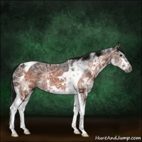 Horse Color:Gray Bay Ice Splash Tobiano