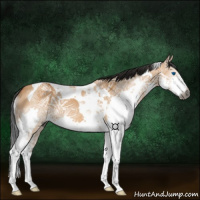 Horse Color:Gray Bay Ice Dun Splash Tobiano 