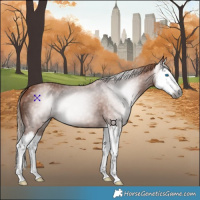 Horse Color:Gray Chestnut Splash 