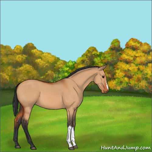 Horse Color:Bay Dun 