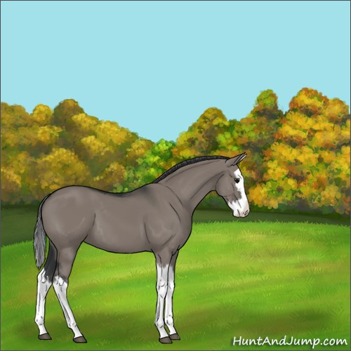 Horse Color:Grullo Splash 