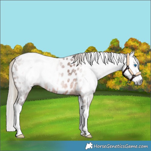 Horse Color:Gray Silver Bay Splash Appaloosa 