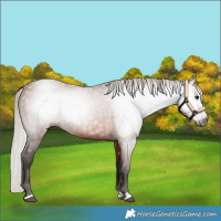 Horse Color:Gray Silver Bay 