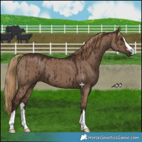 Horse Color:Liver Red Dun Brindle