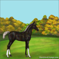 Horse Color:Midnight Silver Black 