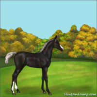 Horse Color:Midnight Silver Black 