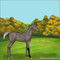 Horse Color:Void Silver Black 