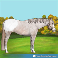 Horse Color:Chestnut Snowcap