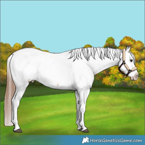 Horse Color:Red Dun Appaloosa 