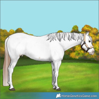 Horse Color:Red Dun Snowcap 