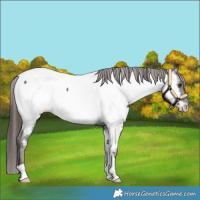 Horse Color:Liver Chestnut Near Fewspot 