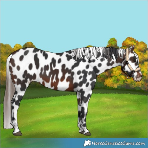 Horse Color:Brown Appaloosa 