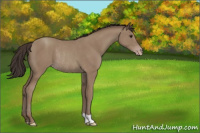 Horse Color:Unknown 
