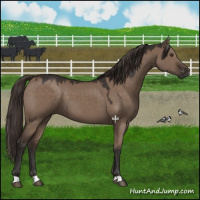 Horse Color:Liver Red Dun