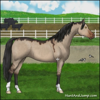 Horse Color:Liver Red Dun 