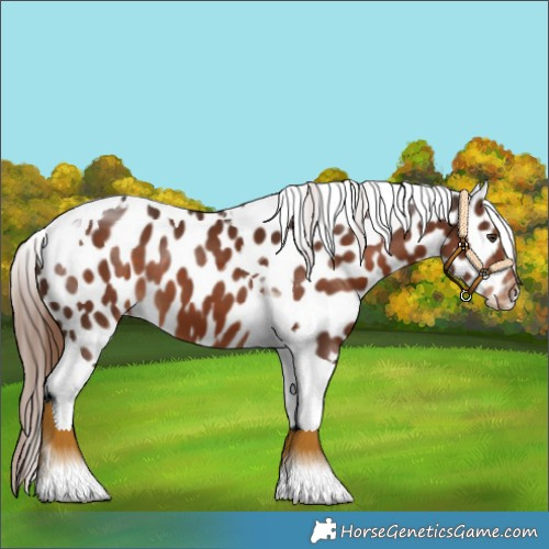 Horse Color:Liver Chestnut Tobiano Appaloosa 