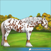 Horse Color:Liver Chestnut Tobiano Leopard 