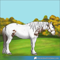 Horse Color:Liver Chestnut Splash Tobiano Near Leopard 