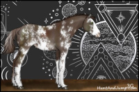 Horse Color:Liver Chestnut Sabino Rabicano 