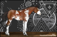 Horse Color:Bay Sabino 