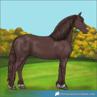 Horse Color:Chocolate Black 