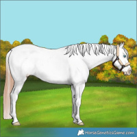 Horse Color:Amber Champagne Roan Dun Appaloosa 