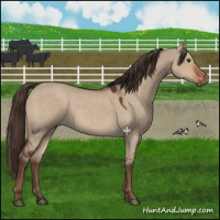 Horse Color:Liver Red Dun 